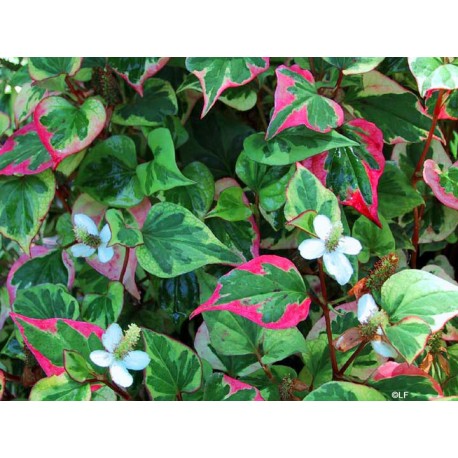 Houttuynia cordata - Houttuynia cordata - 250g gemahlen