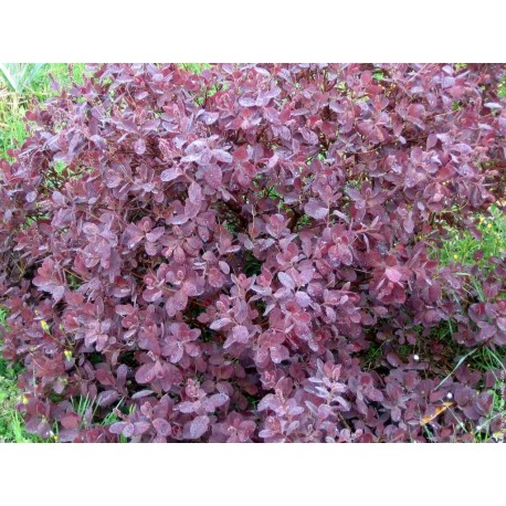 Haariges Sumachblatt - Cotinus coggygria - 50g gehackt